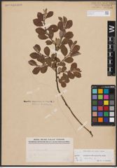 Foto von Salix aurita L.